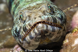 Lizard fish face portrait by Jose Maria Abad Ortega 